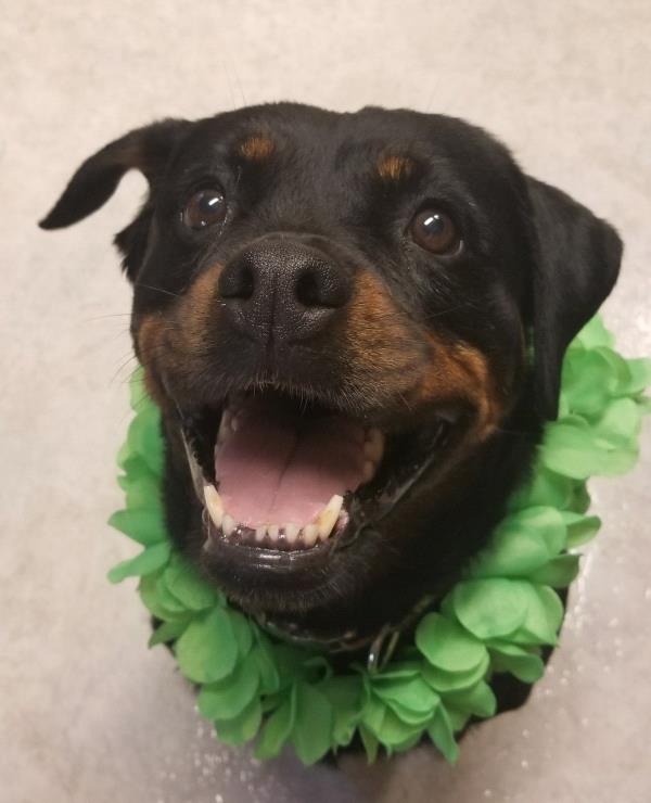 /Images/uploads/MidAmerica Rottweiler Rescue/adoptarottphotocontest/entries/10943thumb.jpg